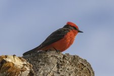 B03VermillionFlycatcherMale6365.jpg