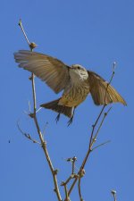 B04VermillionFlycatcherFemale7275.jpg