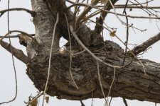 B05VermillionFlycatcherFemaleOnNest6589.jpg