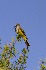 B07WesternKingbird7184.jpg