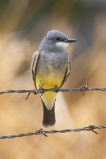 B06aCassinsKingbird7716.jpg