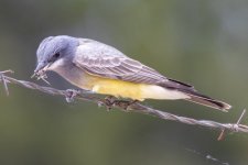 B06bCassinsKingbird7734.jpg