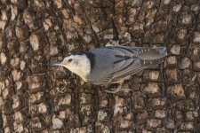 C08WhiteBreastedNuthatchOnAlligatorJuniper7488.jpg