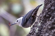 C09WhiteBreastedNuthatchWInsect8456.jpg