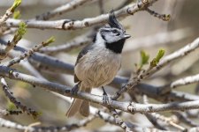 C10BridledTitmouse7566.jpg