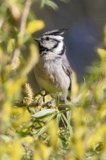 C11BridledTitmouse7995.jpg