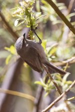 E14 BushtitOnWillowCatkin8541.jpg