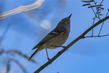 G19RubyCrownedKinglet6980.jpg