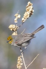 E15Verdin6137.jpg