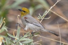 E17Verdin7863.jpg