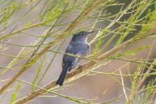 F18BlueGrayGnatcatcher6624.jpg