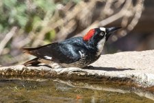 A01AcornWoodpecker7530.jpg A01AcornWoodpecker7530.jpg
