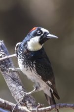 A02AcornWoodpecker7577.jpg A02AcornWoodpecker7577.jpg