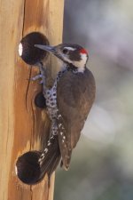 A05ArizonaWoodpeckerMale7607.jpg A05ArizonaWoodpeckerMale7607.jpg
