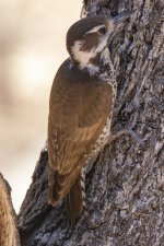 A06ArizonaWoodpeckerFemale7554.jpg A06ArizonaWoodpeckerFemale7554.jpg