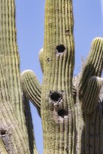 A09SaguaroNestHoles6824.jpg A09SaguaroNestHoles6824.jpg