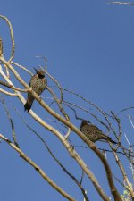 A10GildedFlicker8308.jpg A10GildedFlicker8308.jpg