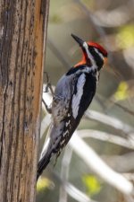 A11RedNapedSapsucker7505.jpg A11RedNapedSapsucker7505.jpg