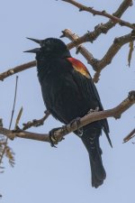 A01RedWingedBlackbirdMaleSinging9553.jpg A01RedWingedBlackbirdMaleSinging9553.jpg