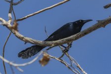 A02GreatTailedGrackle9533.jpg A02GreatTailedGrackle9533.jpg