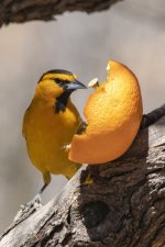 A03BullocksOrioleMale8778.jpg A03BullocksOrioleMale8778.jpg
