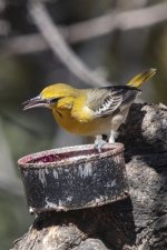 A05HoodedOrioleMale8712.jpg A05HoodedOrioleMale8712.jpg