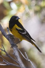 A06ScottsOrioleMale8846.jpg A06ScottsOrioleMale8846.jpg