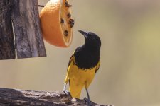 A07ScottsOrioleMale9055.jpg A07ScottsOrioleMale9055.jpg