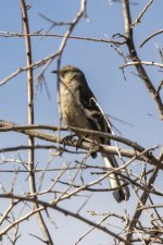 B09NorthernMockingbird7270.jpg B09NorthernMockingbird7270.jpg
