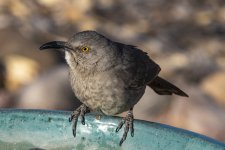 B10CurveBilledThrasher8305.jpg B10CurveBilledThrasher8305.jpg