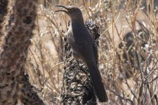 B11CurvedbilledThrasherSinging6869.jpg
