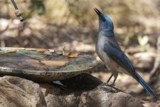 C12MexicanJay8918.jpg C12MexicanJay8918.jpg