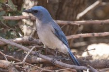 C13MexicanJay9071.jpg C13MexicanJay9071.jpg
