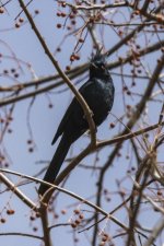 D15Phainopepla7746.jpg D15Phainopepla7746.jpg