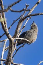 D14Phainopepla6709.jpg D14Phainopepla6709.jpg