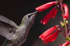 Hummingbird6.jpg