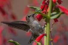 Hummingbird2.jpg