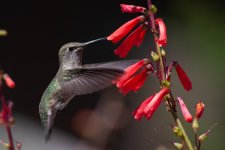 Hummingbird3.jpg