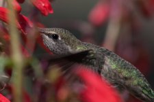 Hummingbird4.jpg