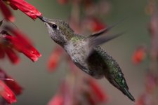 Hummingbird5.jpg
