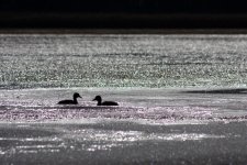 Birds4.jpg Birds4.jpg