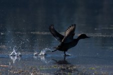 Birds5.jpg Birds5.jpg