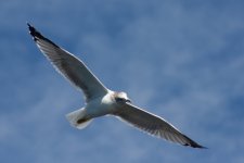Birds6.jpg Birds6.jpg