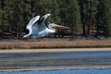 Birds7.jpg Birds7.jpg