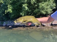 IMG_2579.jpeg