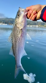 IMG_3913.jpeg