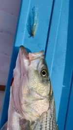 IMG_3919.jpeg