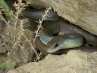 Western Yellow-Bellied Racer.jpg