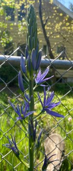IMG_7232.jpeg