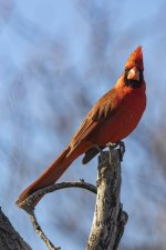 A01NorthernCardinalMale6741.jpg A01NorthernCardinalMale6741.jpg